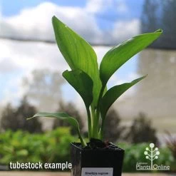 Strelitzia Reginae - Bird Of Paradise -Eco Garden Shop apo bird of paradise tubestock 1