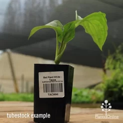 Bat Plant - Tacca -Eco Garden Shop apo black bat tacca tubestock
