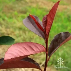 Photinia Black Jack -Eco Garden Shop apo black jack photinia