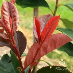 Photinia Black Jack -Eco Garden Shop apo black jack photinia new shoot