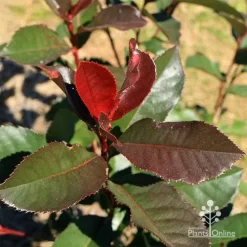 Photinia Black Jack -Eco Garden Shop apo black jack photinia winter