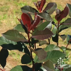 Photinia Black Jack -Eco Garden Shop apo black jack winter