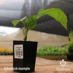 Bat Plant - Tacca -Eco Garden Shop apo black tacca tubestock