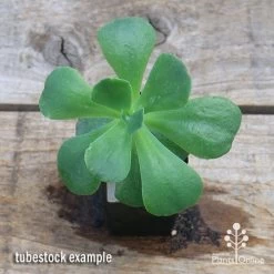 Echeveria Blue Curls - Succulent -Eco Garden Shop apo blue curls tubestock top