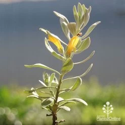 Eremophila Blue Horizon - Emu Bush -Eco Garden Shop apo blue horizon eremophila flowers