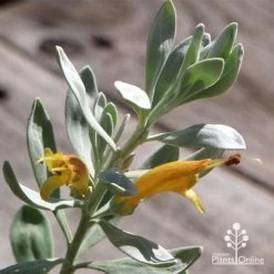 Eremophila Blue Horizon - Emu Bush -Eco Garden Shop apo blue horizon flowers