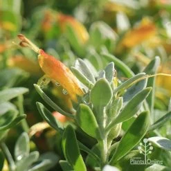 Eremophila Blue Horizon - Emu Bush -Eco Garden Shop apo blue horizon july
