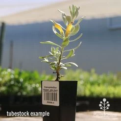 Eremophila Blue Horizon - Emu Bush -Eco Garden Shop apo blue horizon tubestock flowering