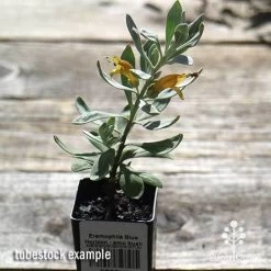 Eremophila Blue Horizon - Emu Bush -Eco Garden Shop apo blue horizon tubestock top