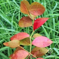 Blueberry Powder Blue -Eco Garden Shop apo blueberry powder blue autumn