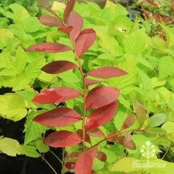 Blueberry Sunshine Blue -Eco Garden Shop apo blueberry sunshine blue on raspberry