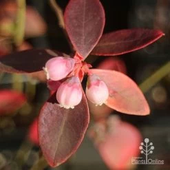 Blueberry Sunshine Blue -Eco Garden Shop apo blueberry sunshine blue winter colour