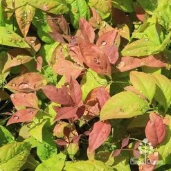 Nandina BLUSH 15 Nandina BLUSH -Eco Garden Shop apo blush nandina spring colours