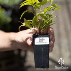 Nandina BLUSH 13 Nandina BLUSH -Eco Garden Shop apo blush tube