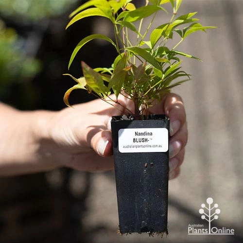 Nandina BLUSH 6 Nandina BLUSH - Image 6