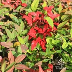 Nandina BLUSH 11 Nandina BLUSH -Eco Garden Shop apo blush winter colours