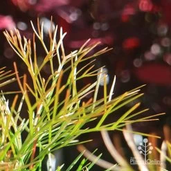 Grevillea Bon Accord 20 Grevillea Bon Accord -Eco Garden Shop apo bon accord bronze foliage