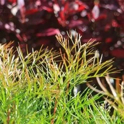 Grevillea Bon Accord 21 Grevillea Bon Accord -Eco Garden Shop apo bon accord bronze foliage2
