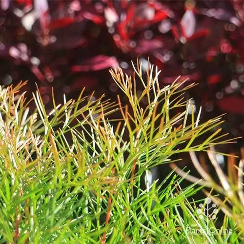 Grevillea Bon Accord 11 Grevillea Bon Accord - Image 11