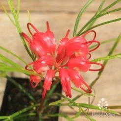 Grevillea Bon Accord 13 Grevillea Bon Accord -Eco Garden Shop apo bon accord grevillea flower
