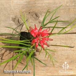 Grevillea Bon Accord 16 Grevillea Bon Accord -Eco Garden Shop apo bon accord grevillea tubestock flowering top