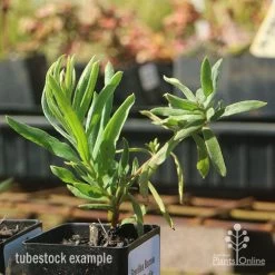 Grevillea Bonnie Prince Charlie 11 Grevillea Bonnie Prince Charlie -Eco Garden Shop apo bonnie prince charlie grevillea tubestock