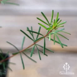 Boronia Clavata - Bremer Boronia -Eco Garden Shop apo boronia clavata foliage
