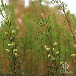 Boronia Clavata - Bremer Boronia -Eco Garden Shop apo bremer boronia