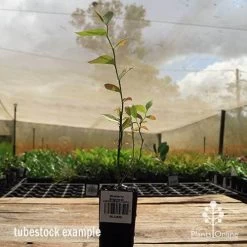 Blueberry Brightwell -Eco Garden Shop apo britewell tubestock side