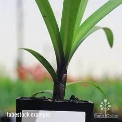 Agapanthus Buccaneer -Eco Garden Shop apo buccaneer purple stem