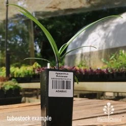 Agapanthus Buccaneer -Eco Garden Shop apo buccaneer tubestock side