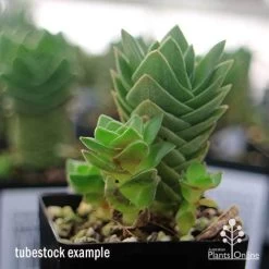 Crassula Buddha’s Temple - Succulent 12 Crassula Buddha’s Temple - Succulent -Eco Garden Shop apo buddhas temple baby buddhas