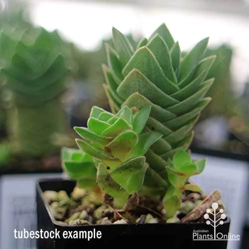Crassula Buddha’s Temple - Succulent 5 Crassula Buddha’s Temple - Succulent - Image 5