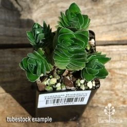 Crassula Buddha’s Temple - Succulent 10 Crassula Buddha’s Temple - Succulent -Eco Garden Shop apo buddhas temple cluster above