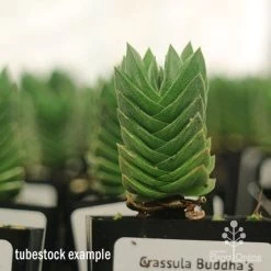 Crassula Buddha’s Temple - Succulent 13 Crassula Buddha’s Temple - Succulent -Eco Garden Shop apo buddhas temple tall