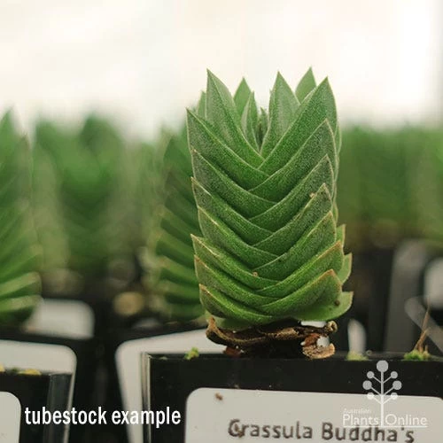 Crassula Buddha’s Temple - Succulent 6 Crassula Buddha’s Temple - Succulent - Image 6