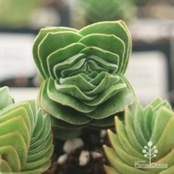 Crassula Buddha’s Temple - Succulent 14 Crassula Buddha’s Temple - Succulent -Eco Garden Shop apo buddhas temple top