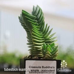 Crassula Buddha’s Temple - Succulent 11 Crassula Buddha’s Temple - Succulent -Eco Garden Shop apo buddhas temple tubestock