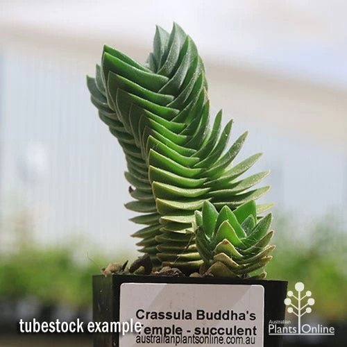 Crassula Buddha’s Temple - Succulent 4 Crassula Buddha’s Temple - Succulent - Image 4