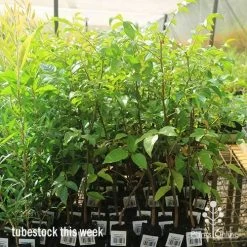 Burdekin Plum - Pleiogynium -Eco Garden Shop apo burdekin large