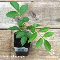 Burdekin Plum - Pleiogynium -Eco Garden Shop apo burdekin tubestock top