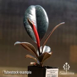 Ficus Elastica Burgundy - Rubber Plant -Eco Garden Shop apo burgundy rubber plant tubestock