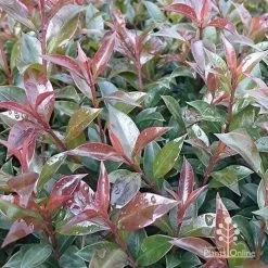 Syzygium Bush Christmas - Lilly Pilly 27 Syzygium Bush Christmas - Lilly Pilly -Eco Garden Shop apo bush christmas foliage colour
