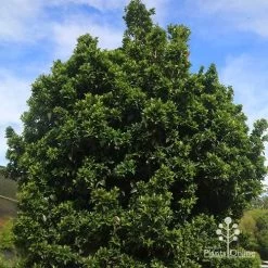 Syzygium Bush Christmas - Lilly Pilly 26 Syzygium Bush Christmas - Lilly Pilly -Eco Garden Shop apo bush christmas syzygium nursery