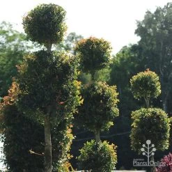 Syzygium Bush Christmas - Lilly Pilly 23 Syzygium Bush Christmas - Lilly Pilly -Eco Garden Shop apo bush christmas topiaries