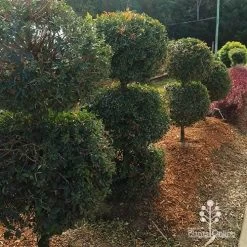 Syzygium Bush Christmas - Lilly Pilly 29 Syzygium Bush Christmas - Lilly Pilly -Eco Garden Shop apo bush christmas topiary balls