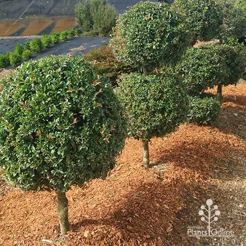 Syzygium Bush Christmas - Lilly Pilly 2 Syzygium Bush Christmas - Lilly Pilly - Image 2