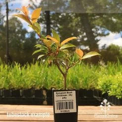Syzygium Bush Christmas - Lilly Pilly 17 Syzygium Bush Christmas - Lilly Pilly -Eco Garden Shop apo bush christmas tubestock