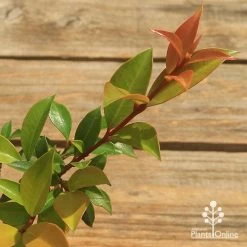 Syzygium Bush Christmas - Lilly Pilly 24 Syzygium Bush Christmas - Lilly Pilly -Eco Garden Shop apo bush christmas tubestock colour