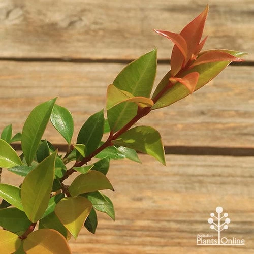 Syzygium Bush Christmas - Lilly Pilly 10 Syzygium Bush Christmas - Lilly Pilly - Image 10